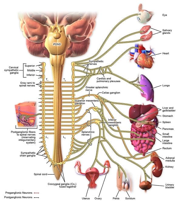 study of the human mind