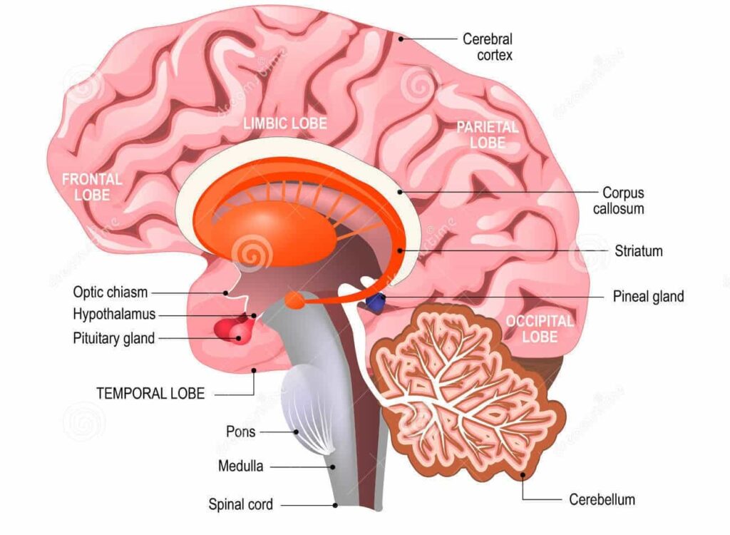 what-is-brainpower-creative-power-of-the-brain-updated-kmacims