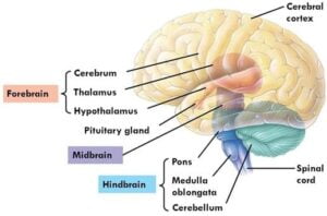 Creative Power of The Brain - forebrain