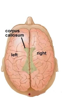 Creative Power of The Brain - right-left brain