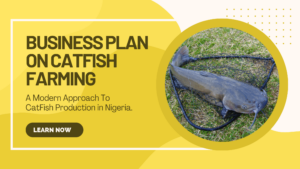 Business plan on catfish farming in nigeria