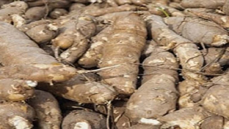 Business Plan on Cassava Processing (updated) 1