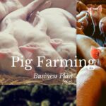 pig farming business plan