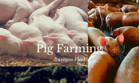 Pig Farming Business Plan (updated)