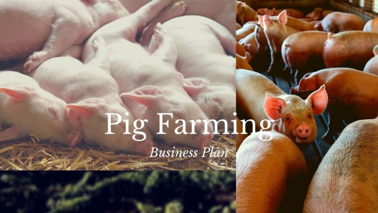 pig farming business plan