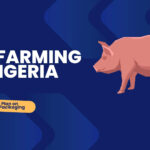 Pig farming in Nigeria: A Beginners' Business Plan