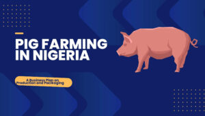 Pig farming in Nigeria: A Beginners' Business Plan