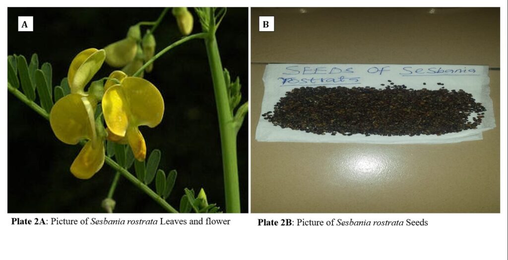 dormancy and seed germination of plant