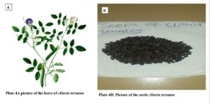 dormancy and seed germination of plant