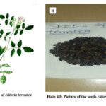 dormancy and seed germination of plant