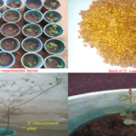 anatomy and physiology of desmodium ramosissimum