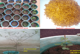 Studies On The Anatomy And Physiology Of Desmodium Ramosissimum (G. Don) As A Phytoindicator And Phytoremediator On Crude Oil Polluted Soil