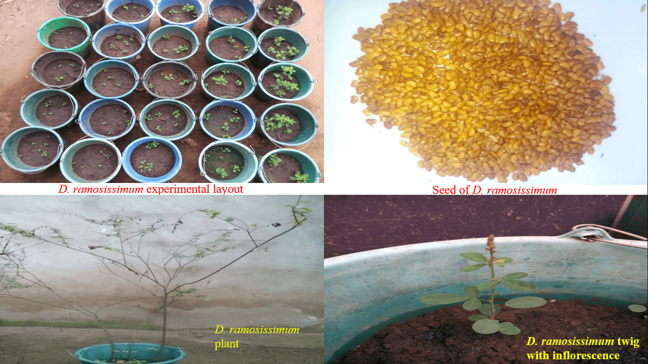 anatomy and physiology of desmodium ramosissimum